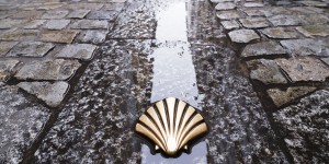 A shell on the ground in front of some water