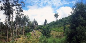 A view of trees and bushes in the distance.