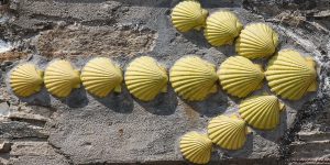 A group of yellow shells on the side of a wall.