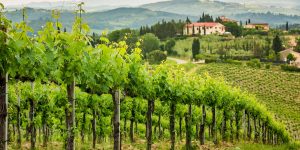 A vineyard with many green vines in the foreground.