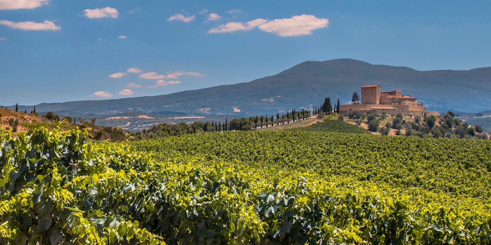 A vineyard with many green plants in the foreground.