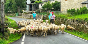 Men on the Camino French tour meeting shepherd with his sheep.