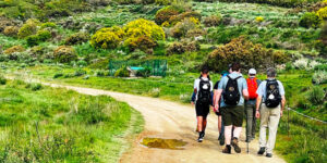 Young men on the Camino French tour walking along a path.