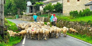 Students pause on their Camino MedSeas trip to allow sheep and a shepherd pass by.